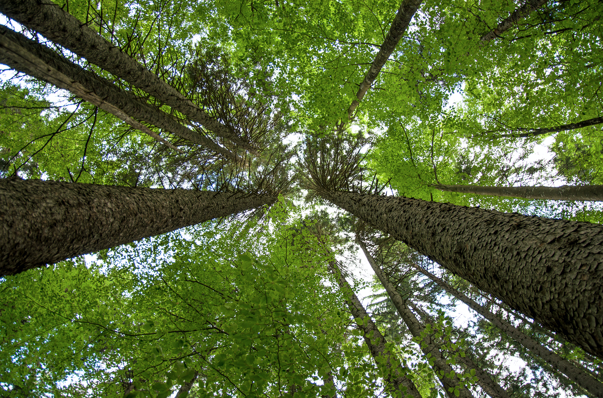 EIT Climate-KIC to launch EU forestry innovation programme
